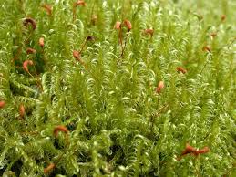 Attēlu rezultāti vaicājumam “Sanionia uncinata  sporophyte”