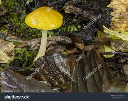 Attēlu rezultāti vaicājumam “Pluteus leoninus”