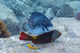 Image result for Sparisoma cretense