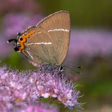 Attēlu rezultāti vaicājumam “Satyrium w-album”