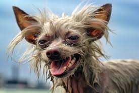 Image result for ugliest dog