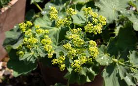 Image result for Frauenmantel