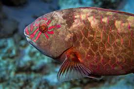 Image result for Calotomus carolinus