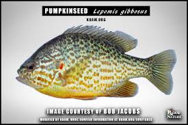 Image result for Lepomis gibbosus
