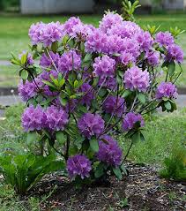 Attēlu rezultāti vaicājumam “Rhododendron catawbiense flower”