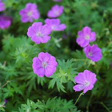 Attēlu rezultāti vaicājumam “Geranium sanguineum leaf”