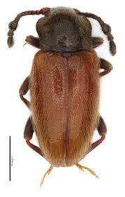 Attēlu rezultāti vaicājumam “Endomychidae”