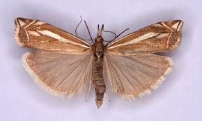 Attēlu rezultāti vaicājumam “Crambus pratella”