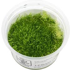 Image result for Utricularia