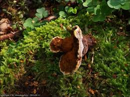 Attēlu rezultāti vaicājumam “Onnia triquetra”