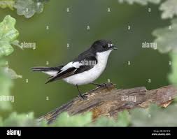 Attēlu rezultāti vaicājumam “Ficedula hypoleuca”