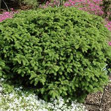 Attēlu rezultāti vaicājumam “Picea abies”