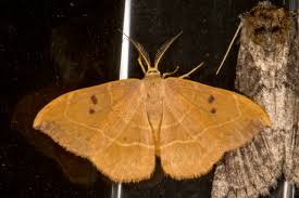 Attēlu rezultāti vaicājumam “Watsonalla binaria”