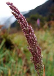 Attēlu rezultāti vaicājumam “Holcus lanatus  fruit”