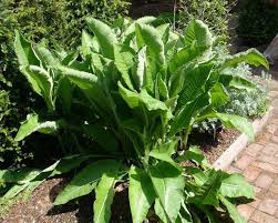 Attēlu rezultāti vaicājumam “Inula helenium leaf”