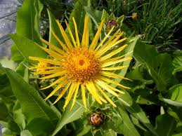 Attēlu rezultāti vaicājumam “Inula helenium leaf”