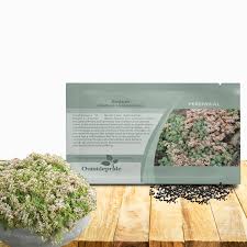 Attēlu rezultāti vaicājumam “Sedum hispanicum leaf”