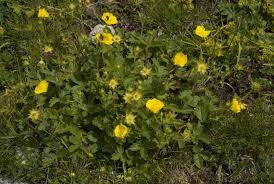 Attēlu rezultāti vaicājumam “Potentilla norvegica”