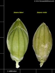 Attēlu rezultāti vaicājumam “Setaria viridis”