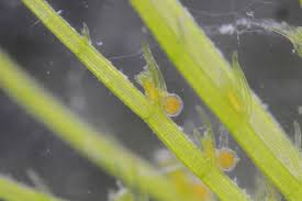 Attēlu rezultāti vaicājumam “Chara rudis”