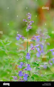 Image result for Katzenminze