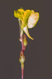 Attēlu rezultāti vaicājumam “Utricularia minor bud”