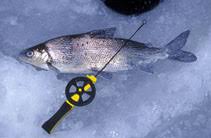 Image result for Coregonus huntsmani