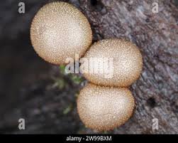 Attēlu rezultāti vaicājumam “Lycogala sp.”