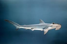 Image result for Sphyrna zygaena