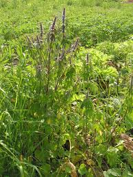 Attēlu rezultāti vaicājumam “Leonurus quinquelobatus”