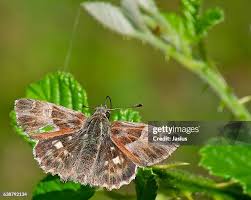 Attēlu rezultāti vaicājumam “Carcharodus floccifera”