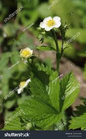Attēlu rezultāti vaicājumam “Fragaria vesca flower”