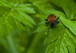 Attēlu rezultāti vaicājumam “Schizotus pectinicornis larva”