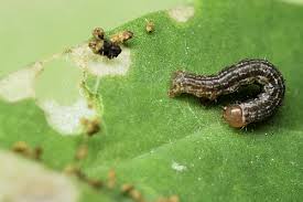 Attēlu rezultāti vaicājumam “Hydria cervinalis”