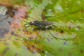 Attēlu rezultāti vaicājumam “Gerridae”