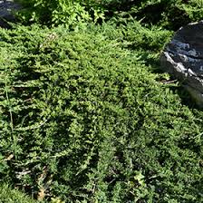 Attēlu rezultāti vaicājumam “Juniperus sabina”