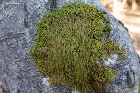 Attēlu rezultāti vaicājumam “Pterigynandrum filiforme”