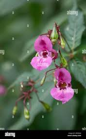 Attēlu rezultāti vaicājumam “Impatiens glandulifera”