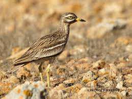 Image result for Burhinus oedicnemus