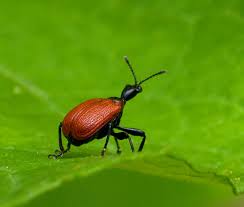 Attēlu rezultāti vaicājumam “Apoderus coryli”