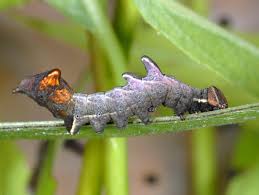 Attēlu rezultāti vaicājumam “Notodonta ziczac”