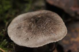 Attēlu rezultāti vaicājumam “Tricholoma sp.”