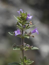 Attēlu rezultāti vaicājumam “Acinos arvensis”