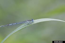 Attēlu rezultāti vaicājumam “Platycnemis pennipes”