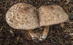 Attēlu rezultāti vaicājumam “Macrolepiota rhacodes”