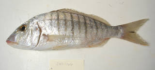 Image result for Lithognathus lithognathus