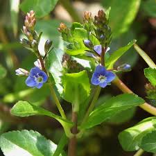 Attēlu rezultāti vaicājumam “Veronica beccabunga bud”