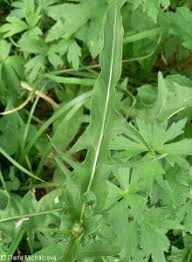 Attēlu rezultāti vaicājumam “Crepis biennis leaf”