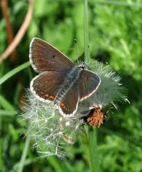 Attēlu rezultāti vaicājumam “Aricia artaxerxes”