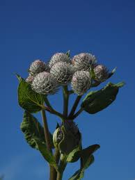 Attēlu rezultāti vaicājumam “Arctium tomentosum fruit”